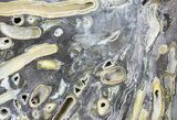 Slab Fossil Teredo (Shipworm Bored) Wood - England #63455-1